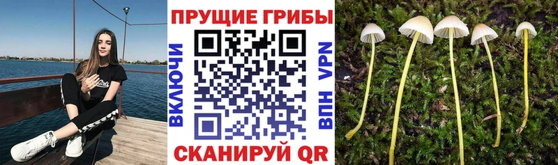 omg зеркало  где найти   Кушва  Псилоцибиновые грибы прущие грибы 